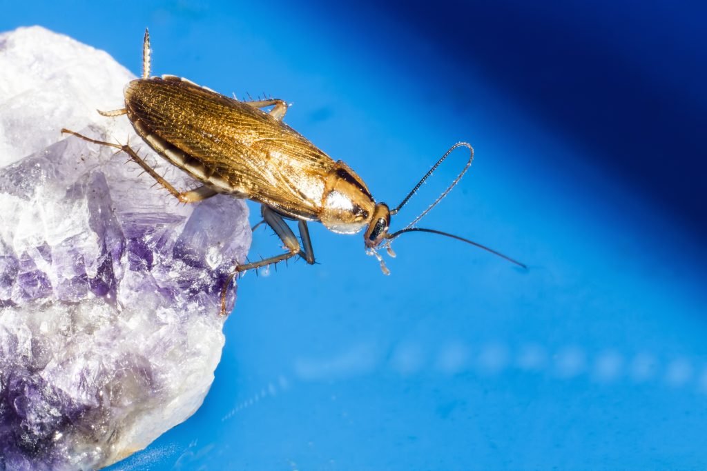 Blatta germanica