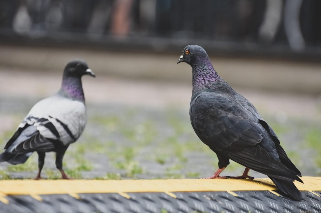 pigeons, city pigeons, birds, nature, plumage