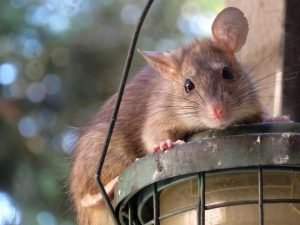 roof rat, rat, nature, rodent, animal