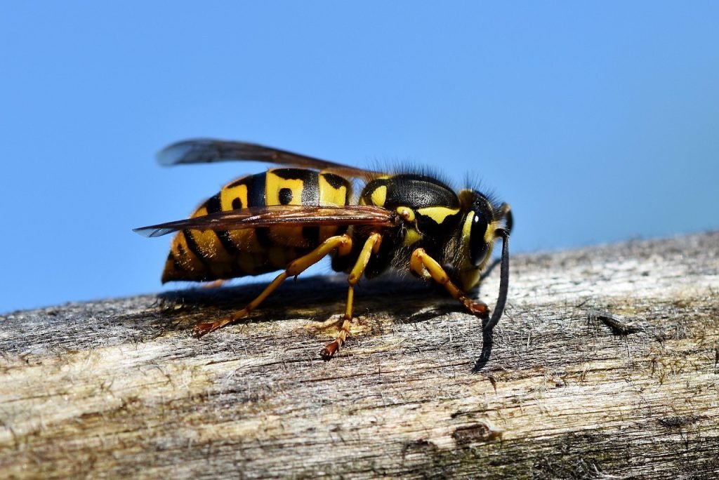 hornet, insect, wasp, sting, animal, macro, prickly, close up, wing, nature, garden, hornet, wasp, wasp, wasp, wasp, wasp